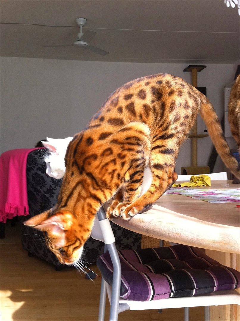 Bengal Blame it on the Boogie - Boogie billede 1