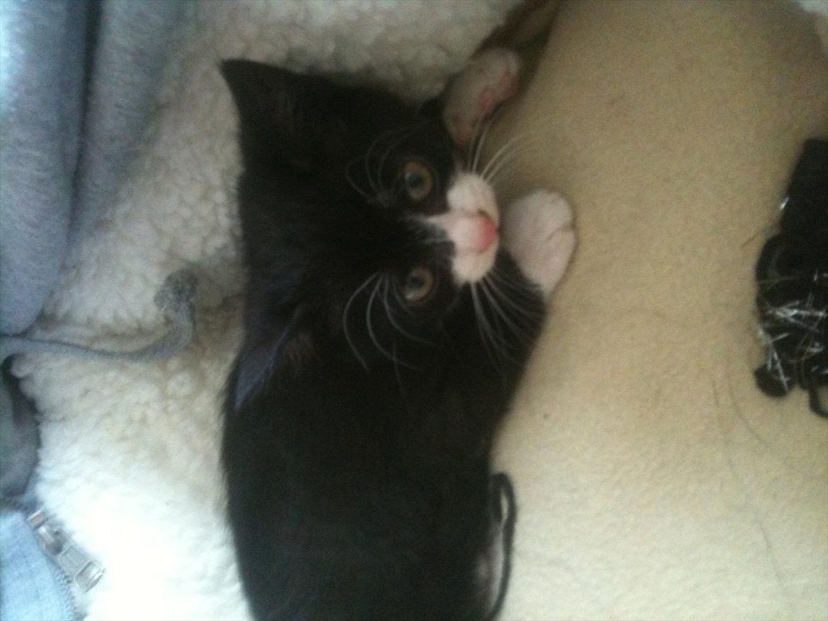 Huskat Silke ( R.I.P )  billede 1