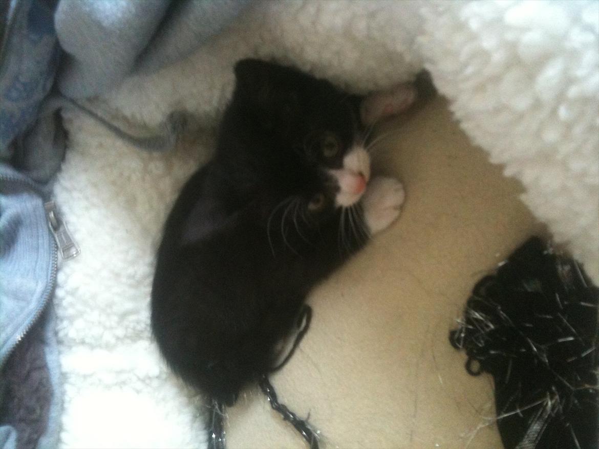 Huskat Silke ( R.I.P )  billede 2