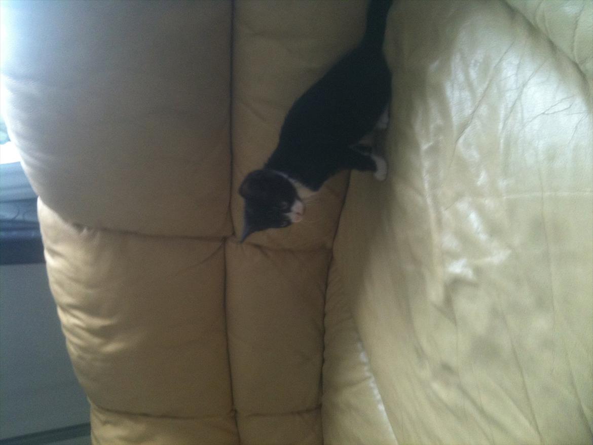 Huskat Silke ( R.I.P )  billede 3