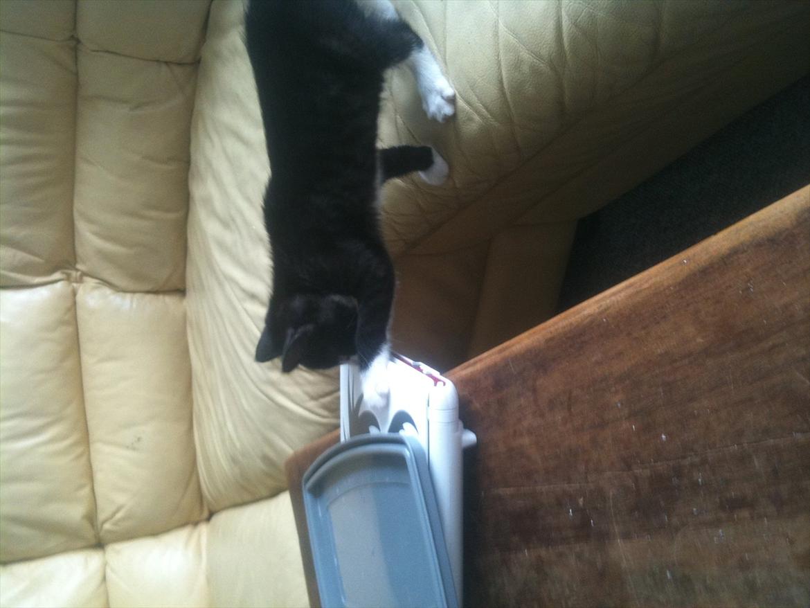 Huskat Silke ( R.I.P )  billede 4