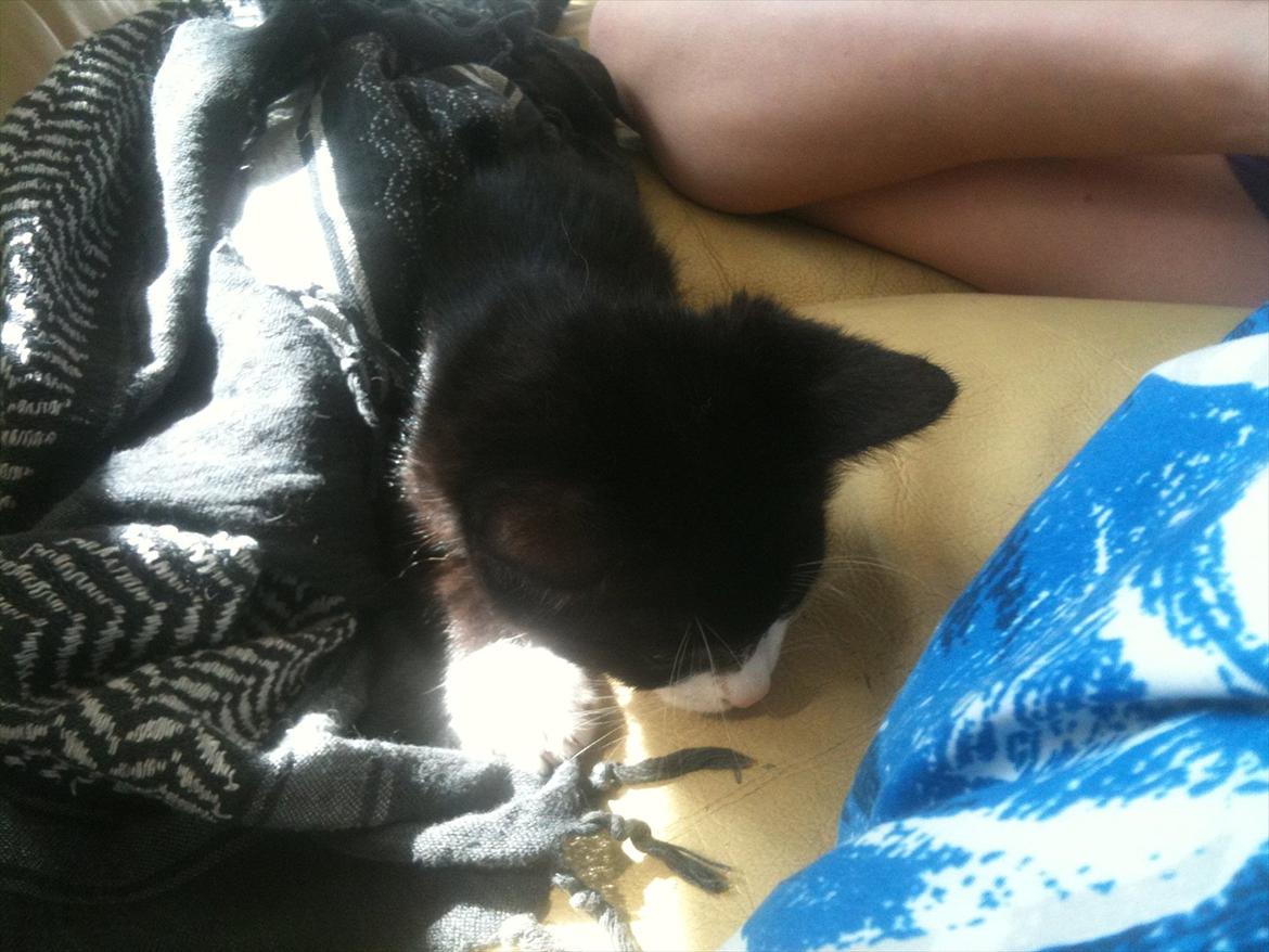 Huskat Silke ( R.I.P )  billede 5