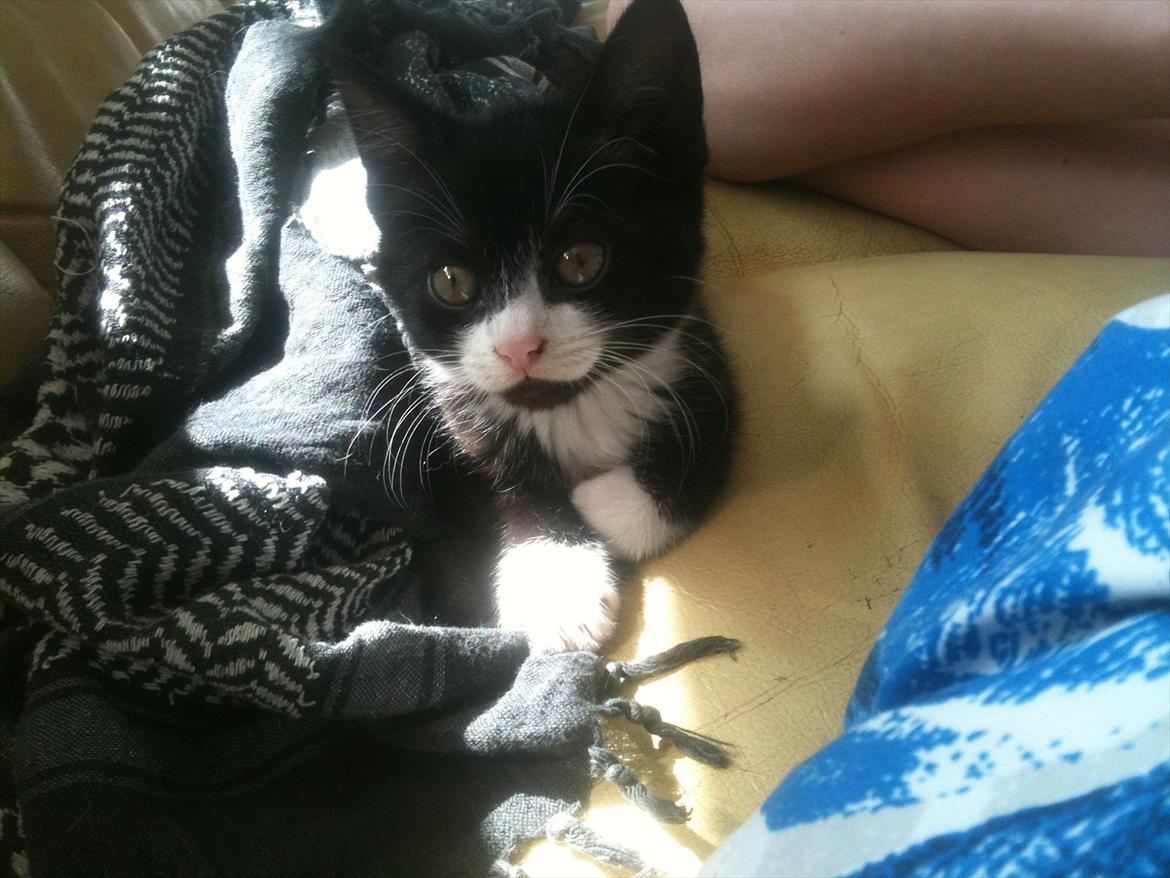 Huskat Silke ( R.I.P )  billede 6