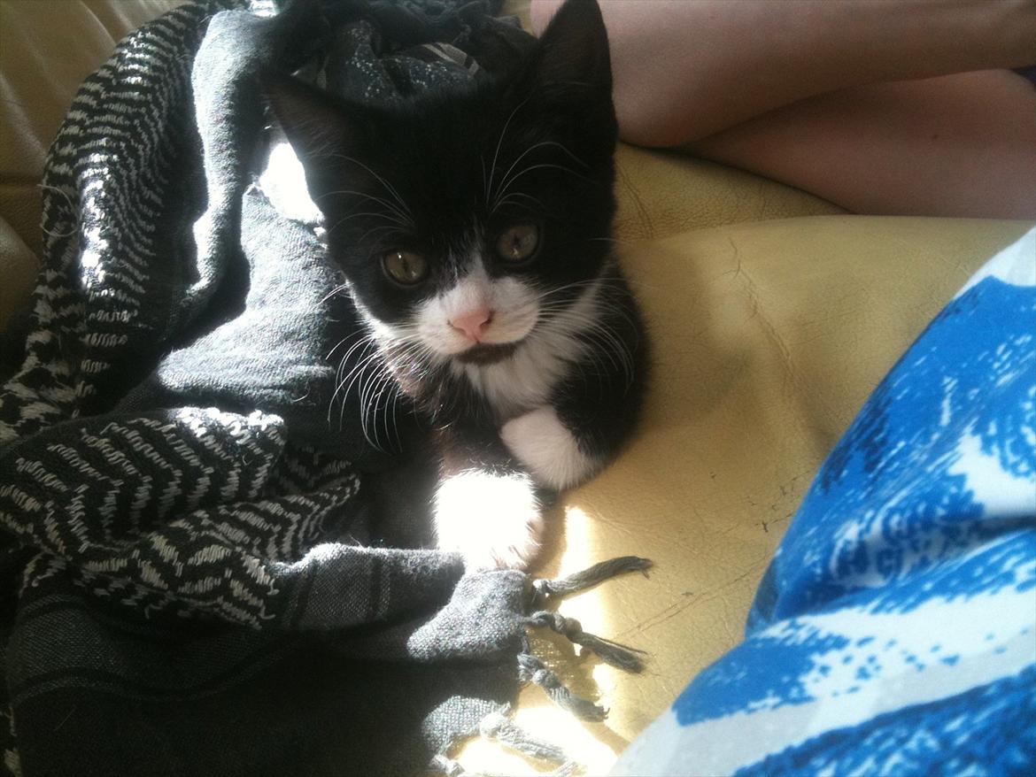 Huskat Silke ( R.I.P )  billede 7