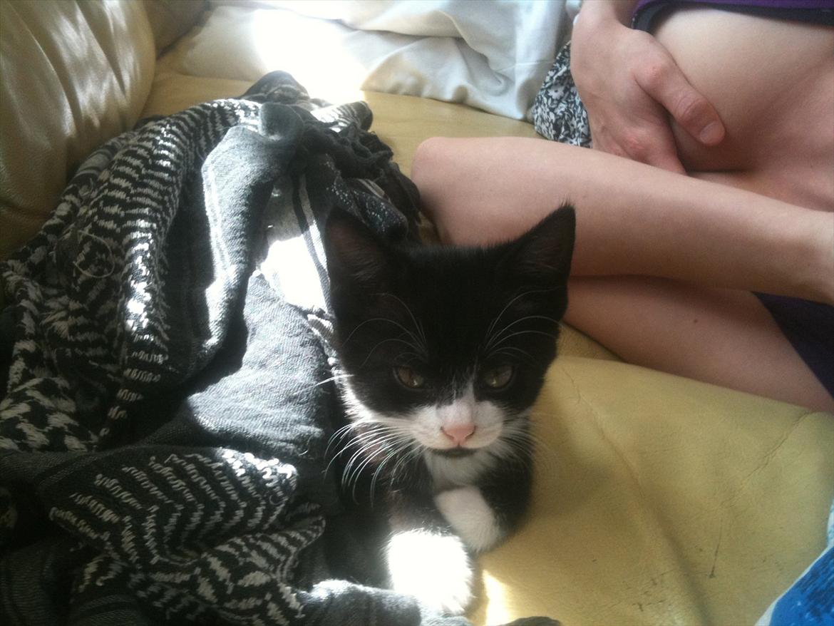 Huskat Silke ( R.I.P )  billede 8