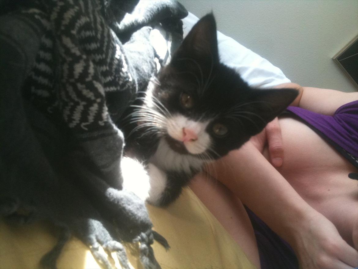 Huskat Silke ( R.I.P )  billede 9