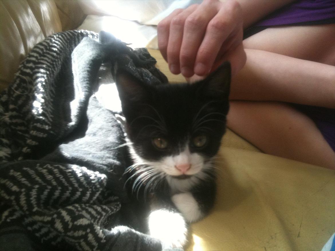 Huskat Silke ( R.I.P )  billede 10