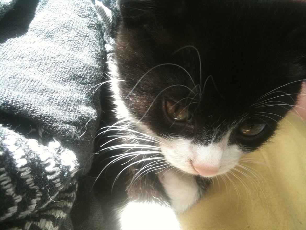 Huskat Silke ( R.I.P )  billede 11