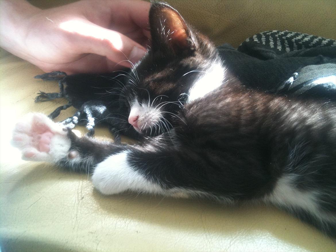 Huskat Silke ( R.I.P )  billede 12