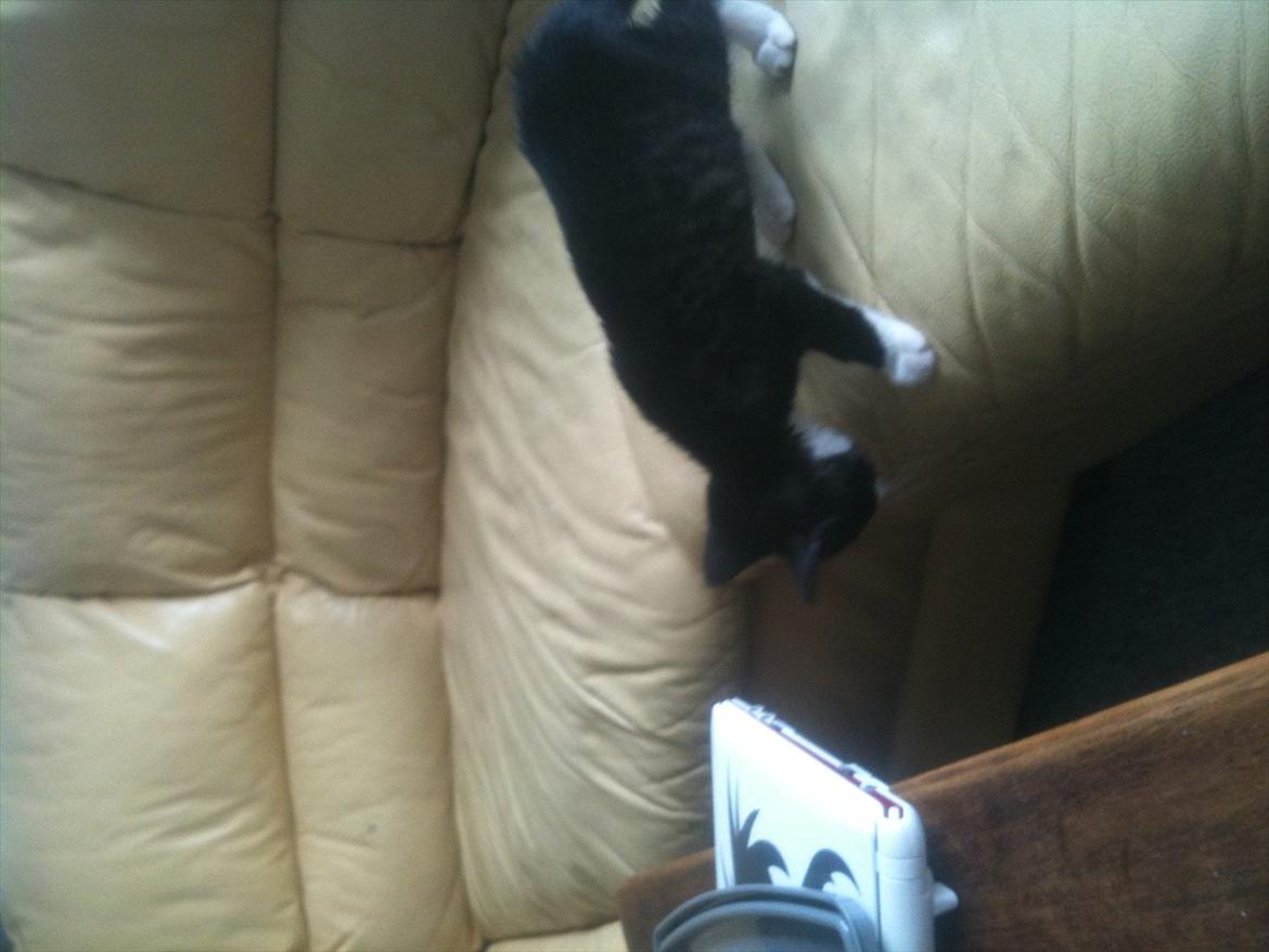 Huskat Silke ( R.I.P )  billede 13