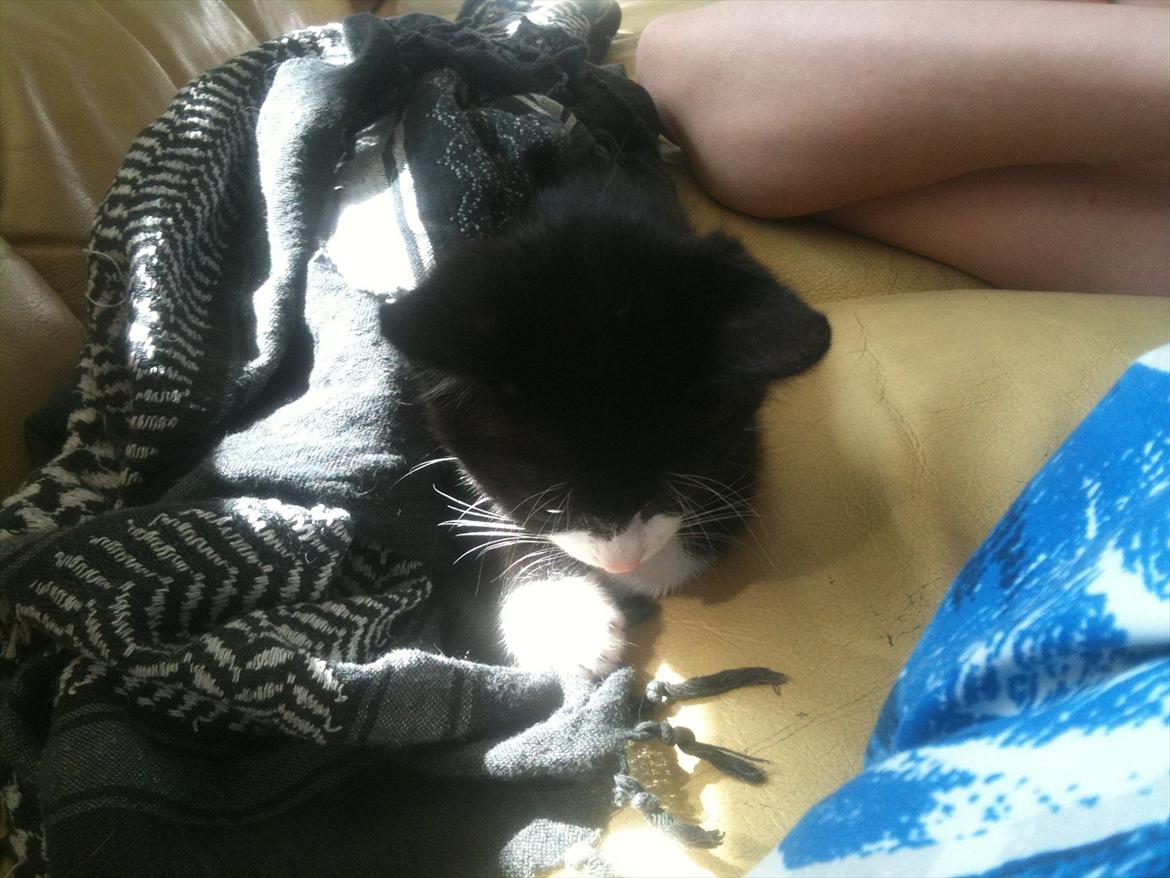 Huskat Silke ( R.I.P )  billede 14