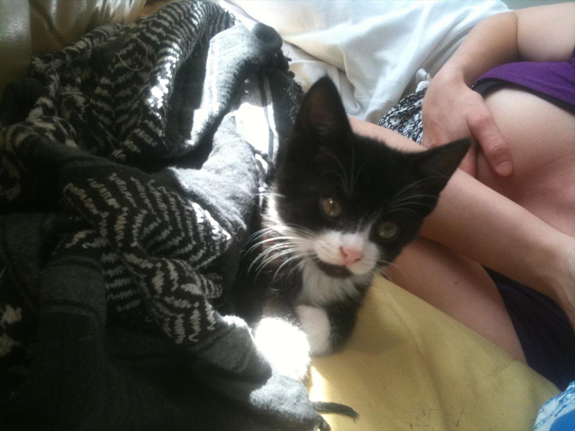 Huskat Silke ( R.I.P )  billede 15