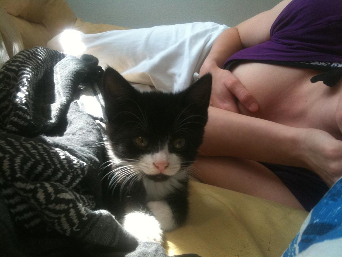 Huskat Silke ( R.I.P )  billede 16