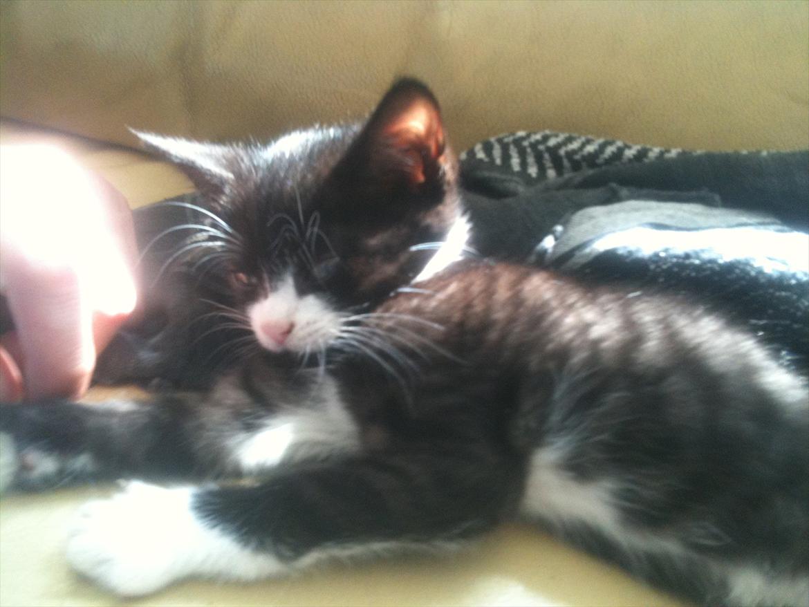 Huskat Silke ( R.I.P )  billede 17