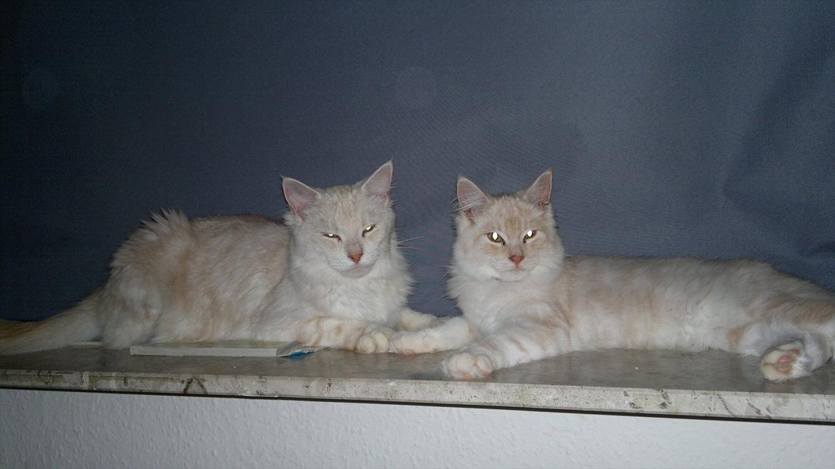 Blanding af racer marco - far og søn... billede 18