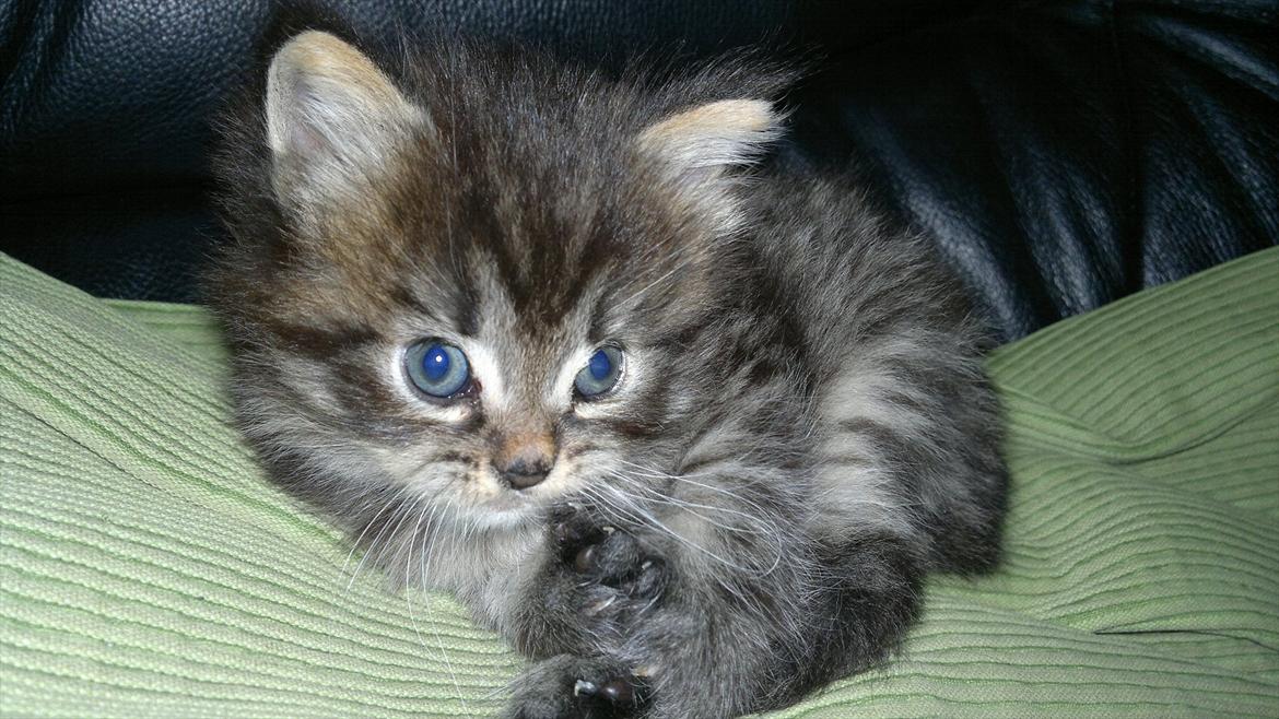 Blanding af racer pixie "SOLGT" billede 1