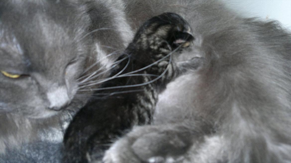 Blanding af racer pixie "SOLGT" billede 2