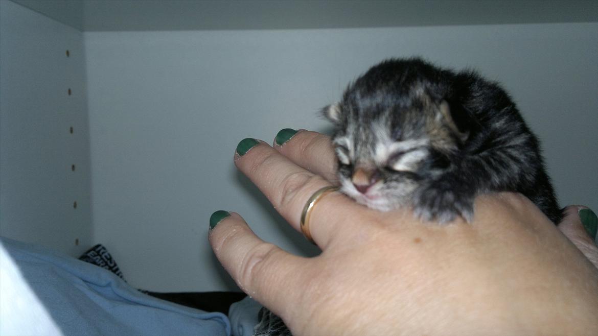 Blanding af racer pixie "SOLGT" billede 3