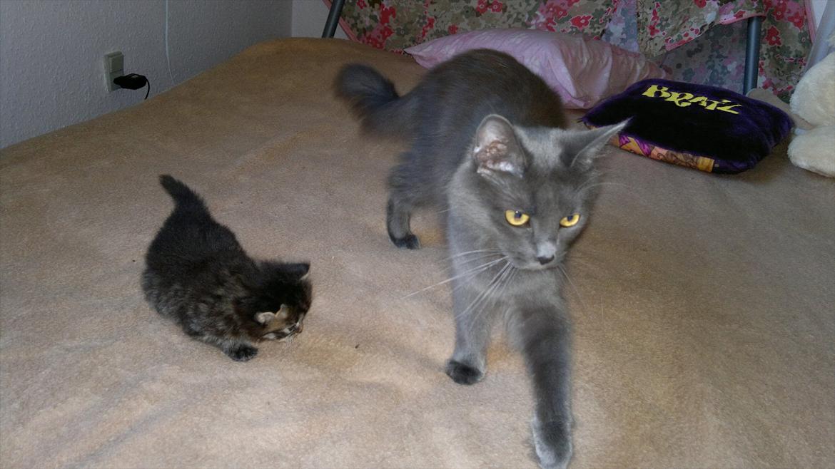 Blanding af racer pixie "SOLGT" billede 4