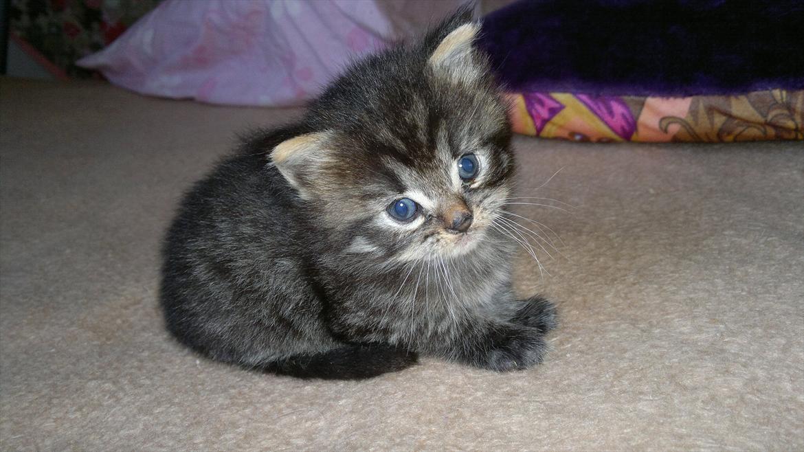 Blanding af racer pixie "SOLGT" billede 5