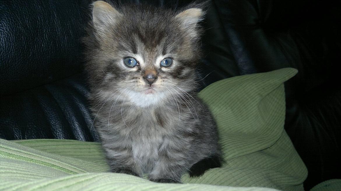 Blanding af racer pixie "SOLGT" billede 6