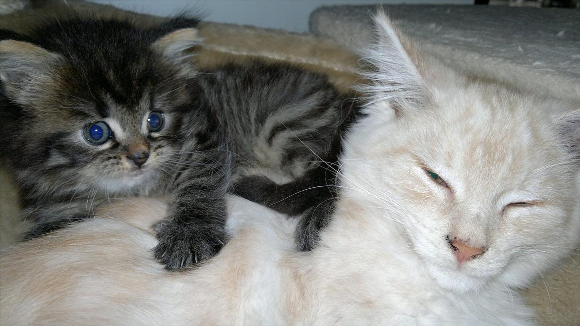 Blanding af racer pixie "SOLGT" billede 7