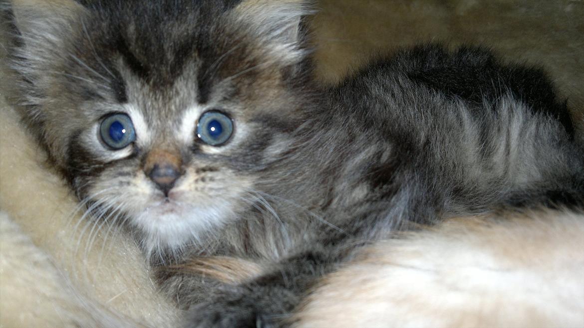 Blanding af racer pixie "SOLGT" billede 8