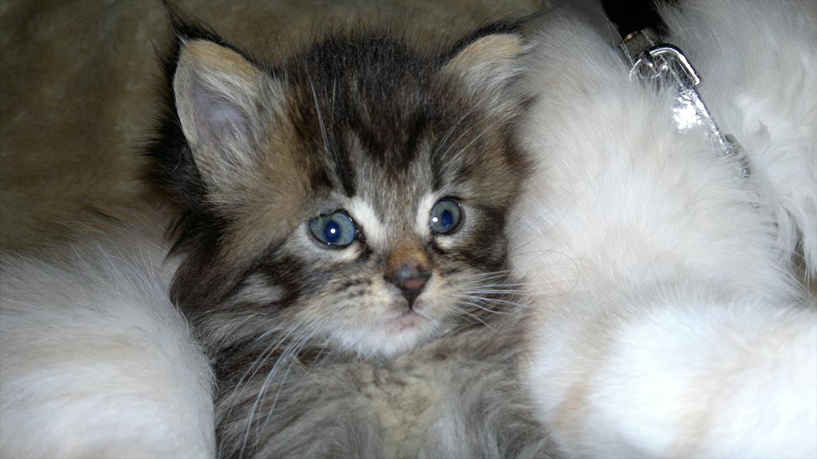 Blanding af racer pixie "SOLGT" billede 9