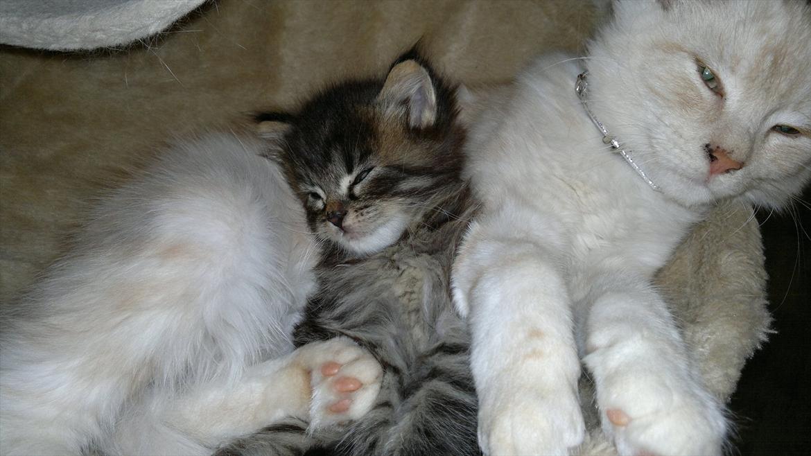 Blanding af racer pixie "SOLGT" billede 10