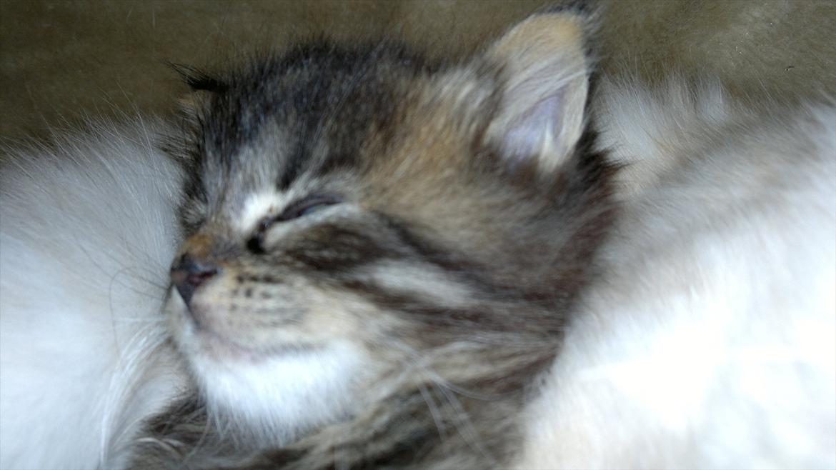 Blanding af racer pixie "SOLGT" billede 11