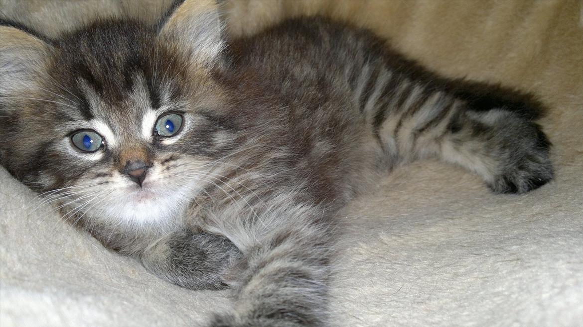 Blanding af racer pixie "SOLGT" billede 12