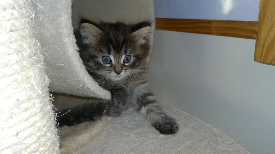 Blanding af racer pixie "SOLGT" billede 13