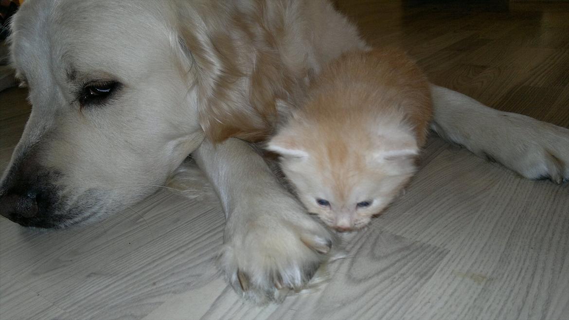 Blanding af racer buller billede 2