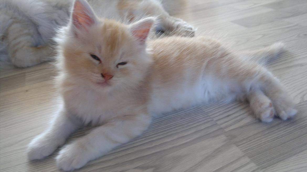 Blanding af racer buller billede 3