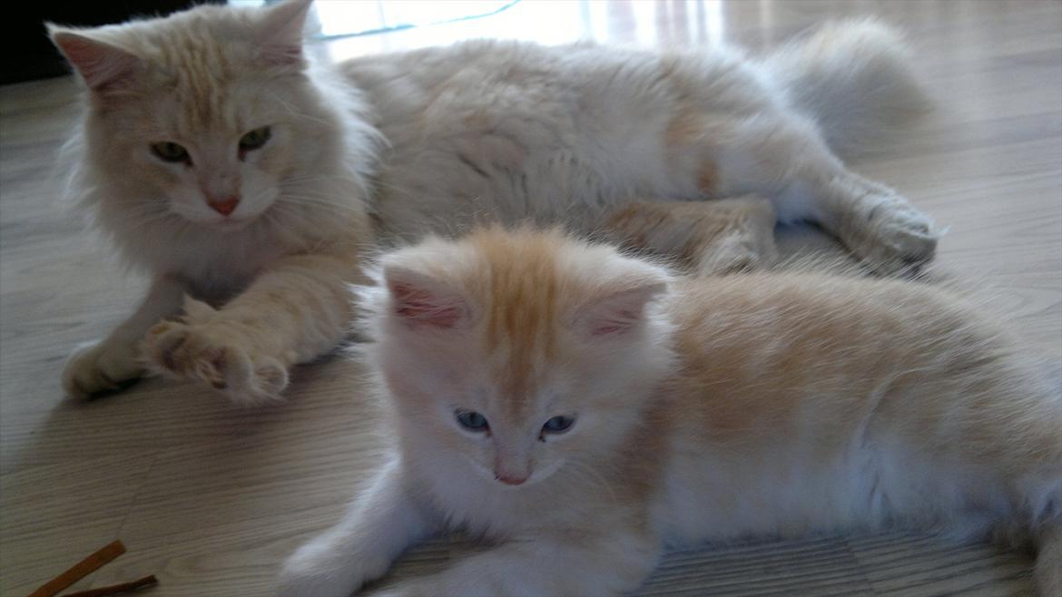 Blanding af racer buller billede 4