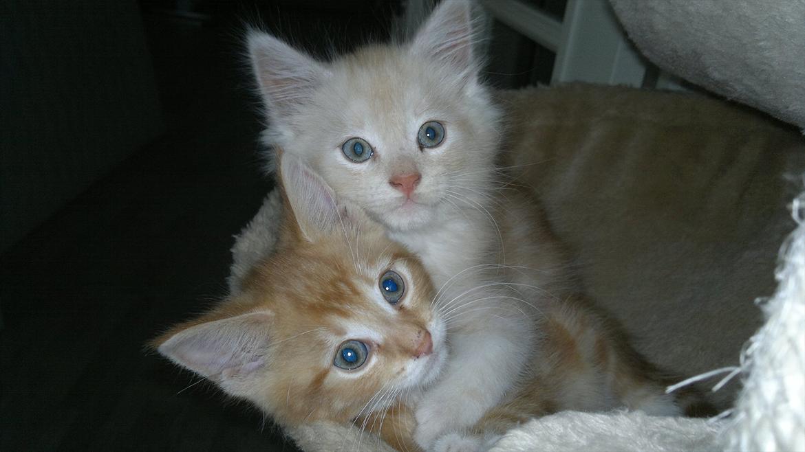 Blanding af racer buller billede 5