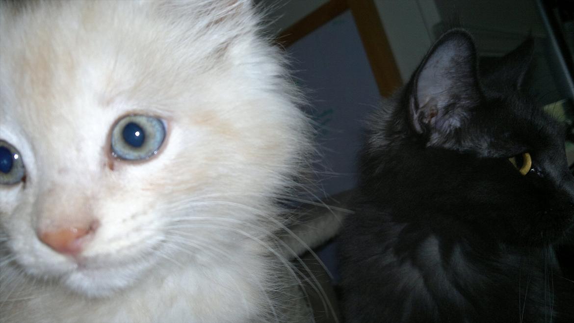 Blanding af racer buller billede 1