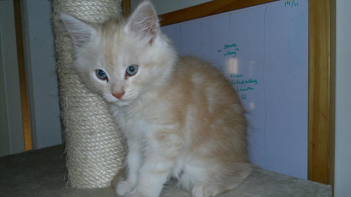 Blanding af racer buller billede 6