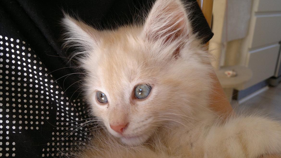 Blanding af racer buller billede 7