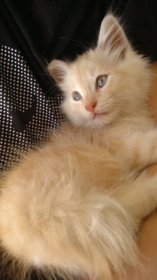 Blanding af racer buller billede 8