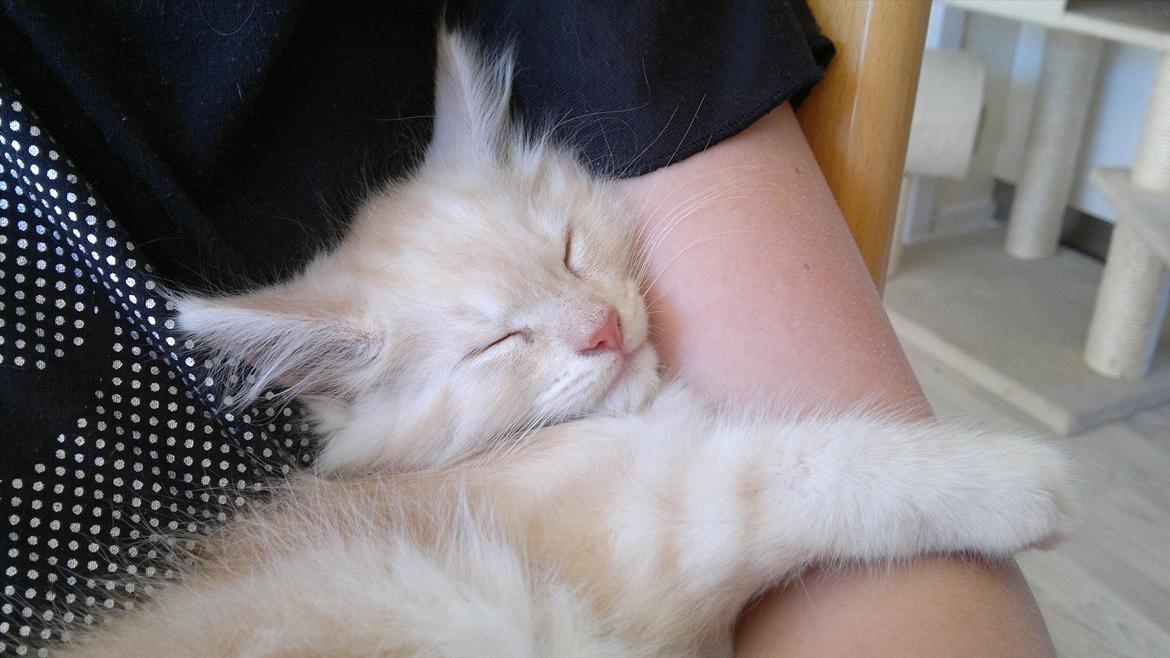 Blanding af racer buller billede 9