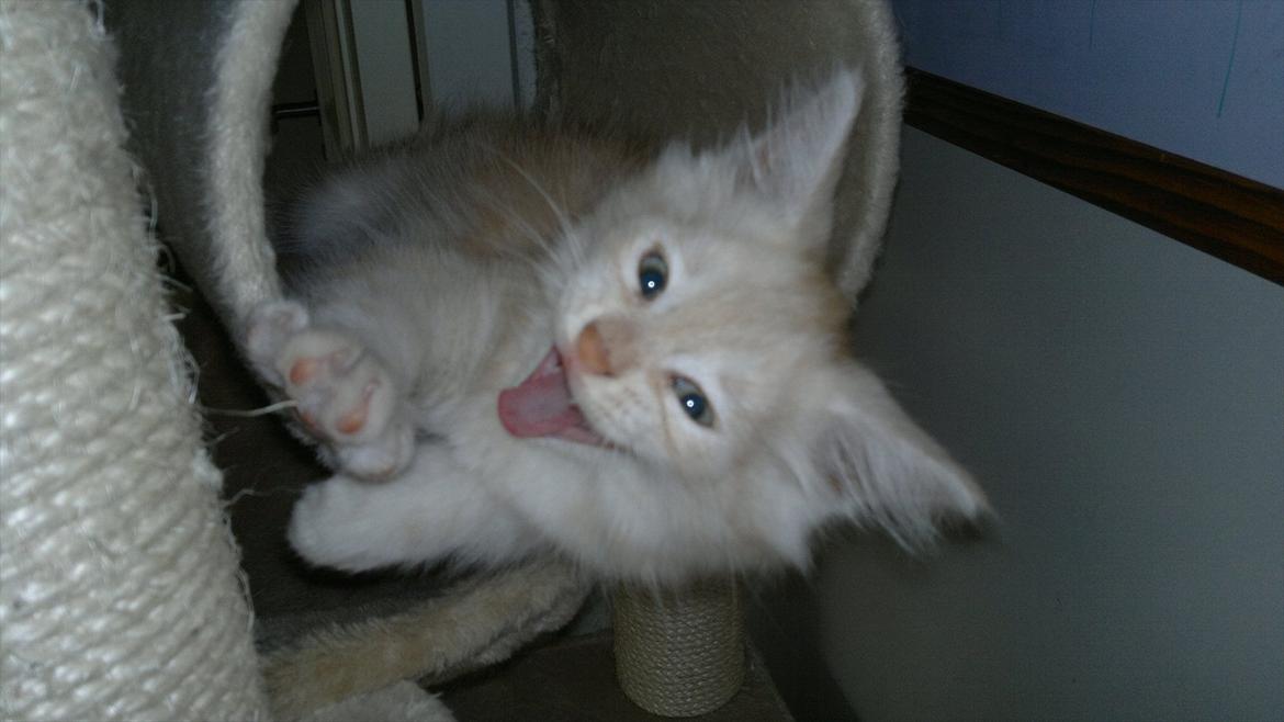 Blanding af racer buller billede 10