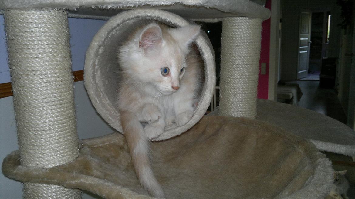 Blanding af racer buller billede 11