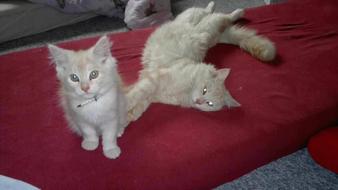 Blanding af racer buller billede 12