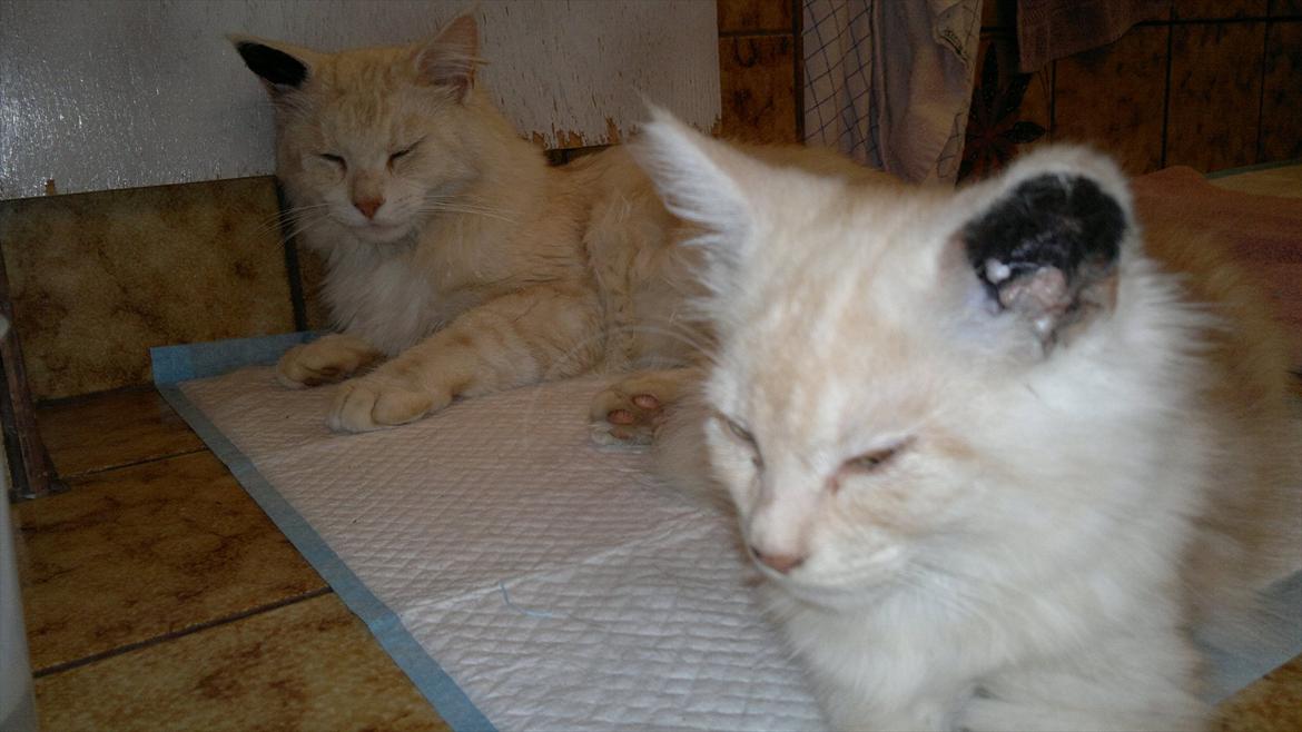 Blanding af racer buller billede 14