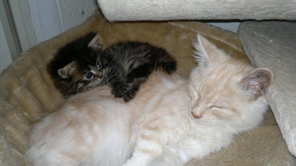 Blanding af racer buller billede 15