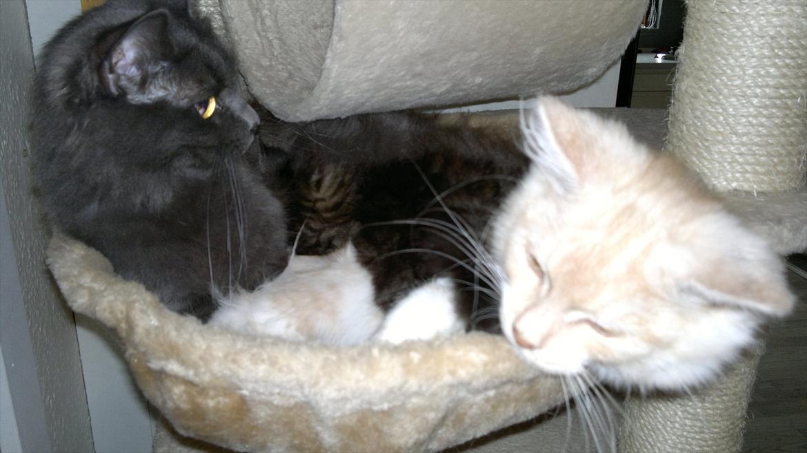 Blanding af racer buller billede 13