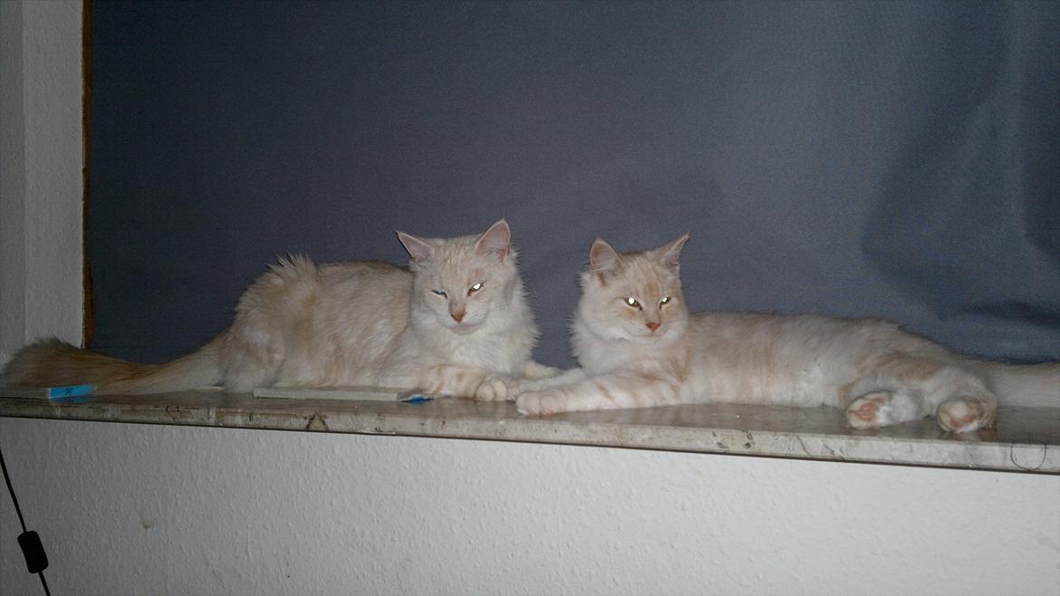 Blanding af racer buller billede 16