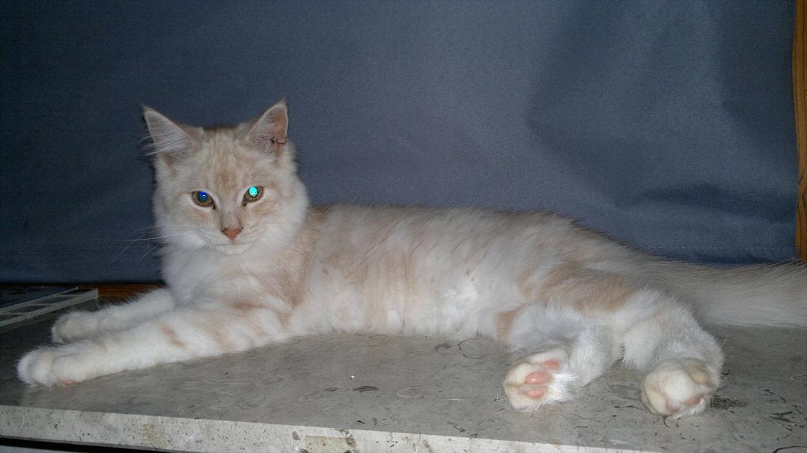 Blanding af racer buller billede 17