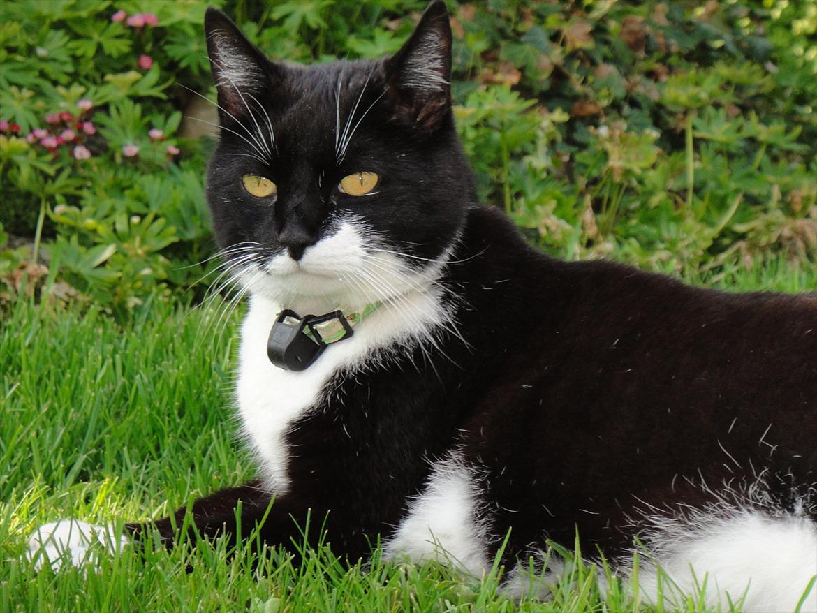 Huskat Sylvester - Sylle elsker at være med ude i haven når der går andre :p billede 2